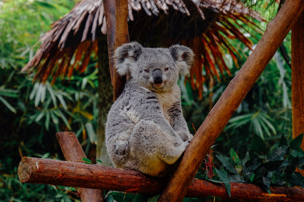 Selbstreflexion von Werten - Koala im Baum